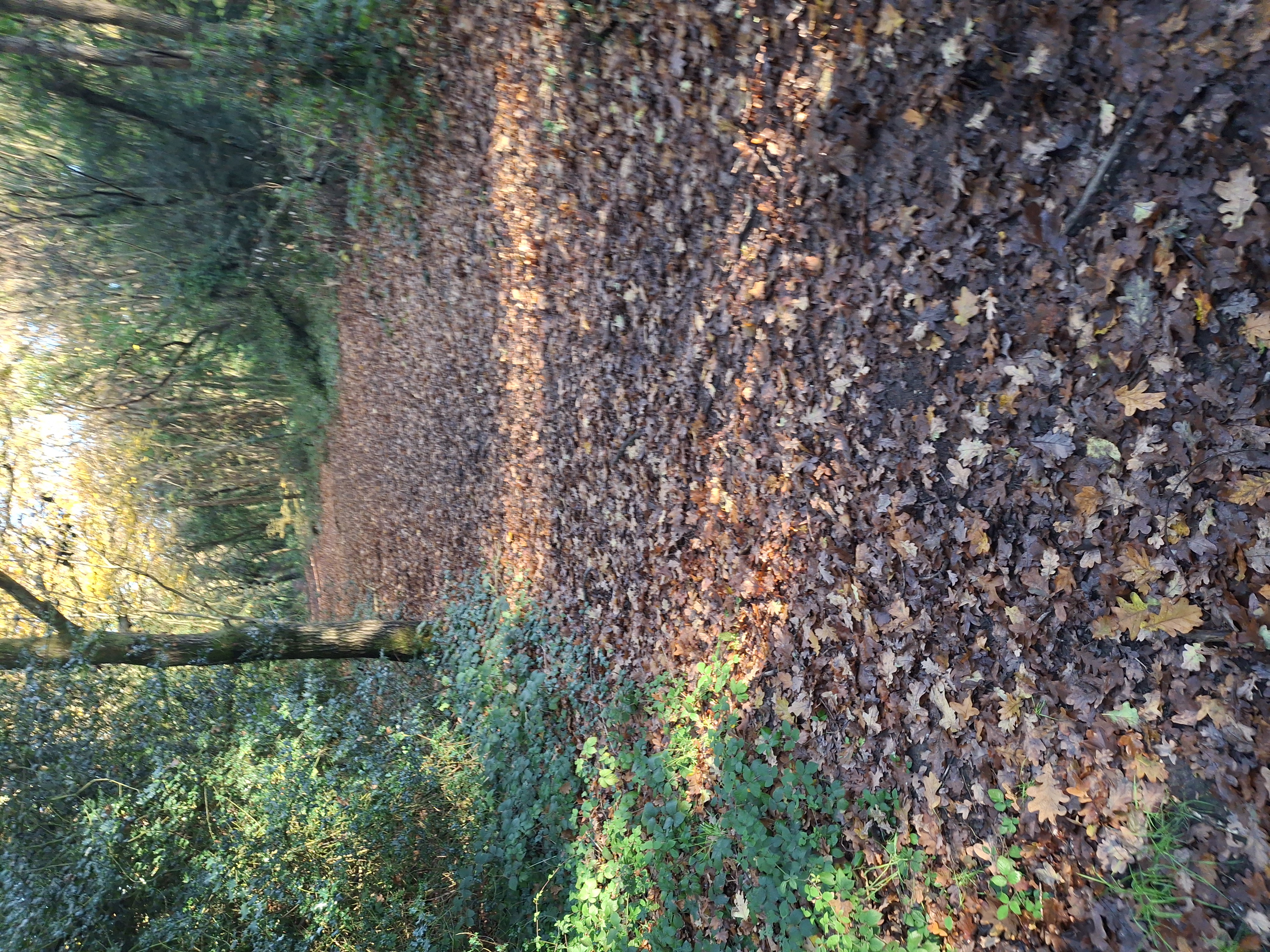 path through woods, fallen leaves on path, autumnal