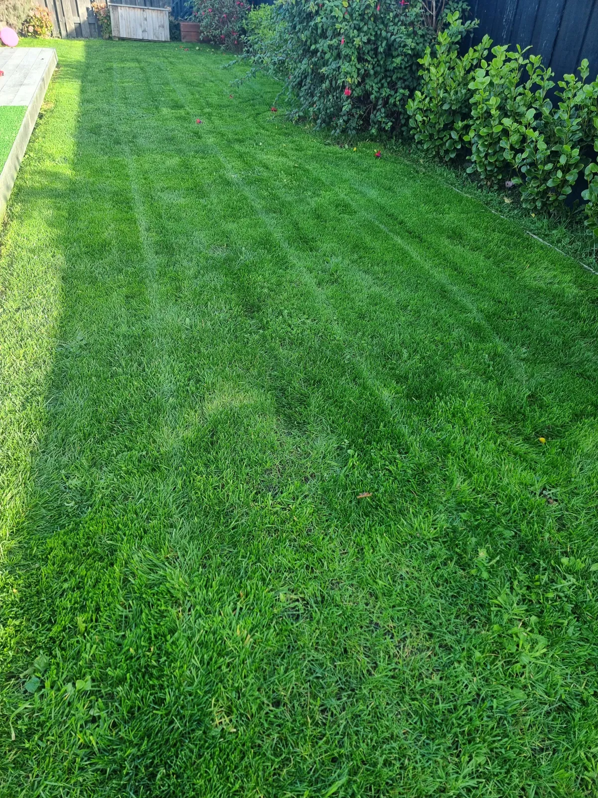 Evenly cut residential lawn in Lincoln with crisp edge finish