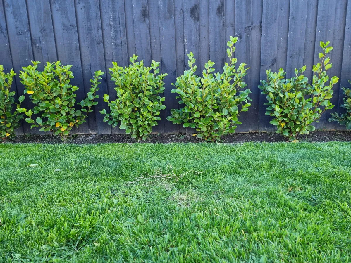 healthy green lawn after regular mowing in Prebbleton