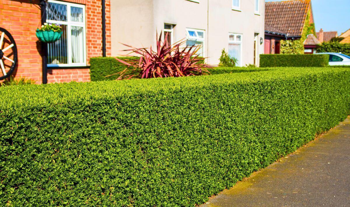 Well-shaped hedge along footpath trimmed in Prebbleton by Jonathan's Mowing