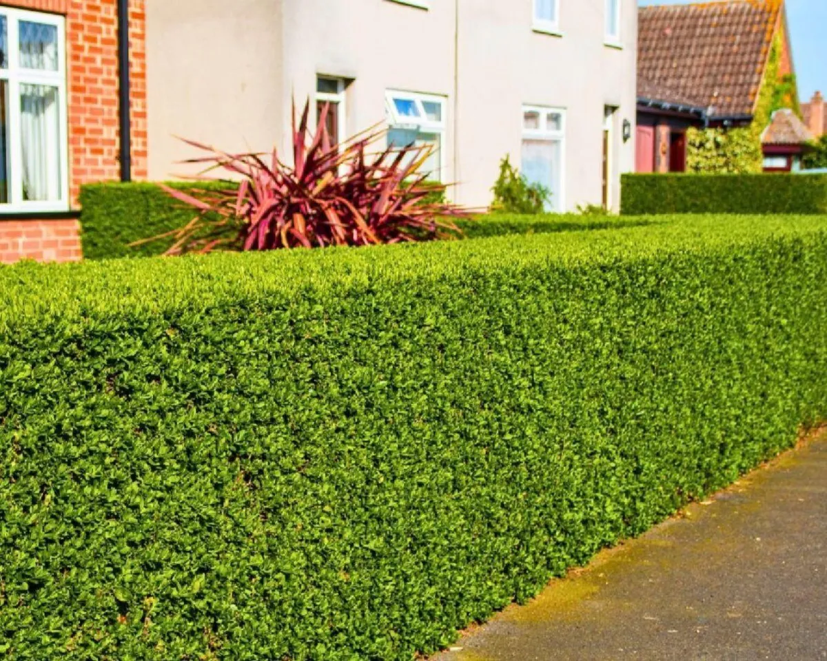 Well-shaped hedge along footpath trimmed in Prebbleton by Jonathan's Mowing