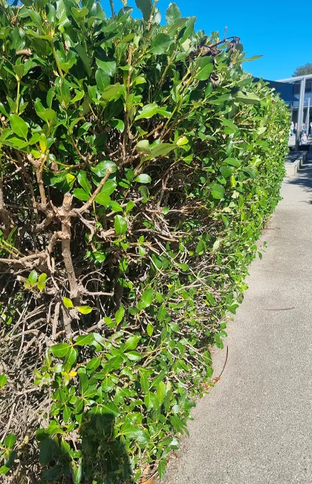 Well-maintained hedge along a concrete path after trimming service in Christchurch by Jonathan's Mowing Concepts