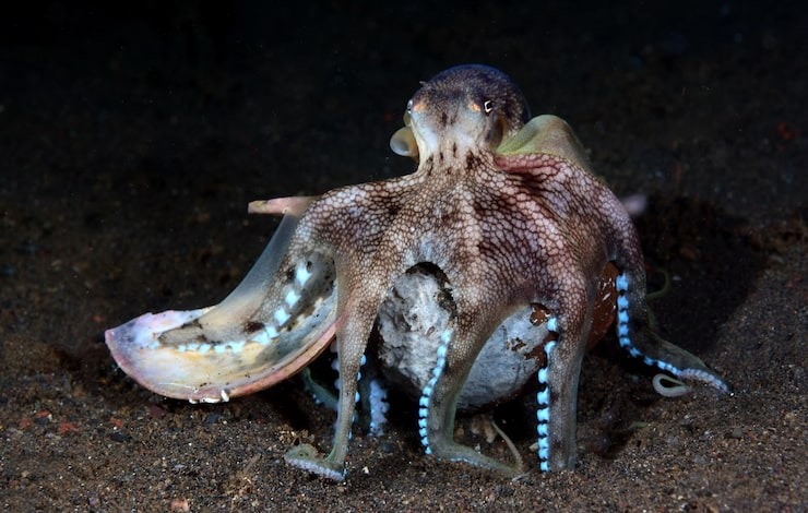 Poulpe sur les fonds marins sablonneux, représentant la biodiversité marine et la source des produits de la mer de haute qualité distribués à Rungis, France.