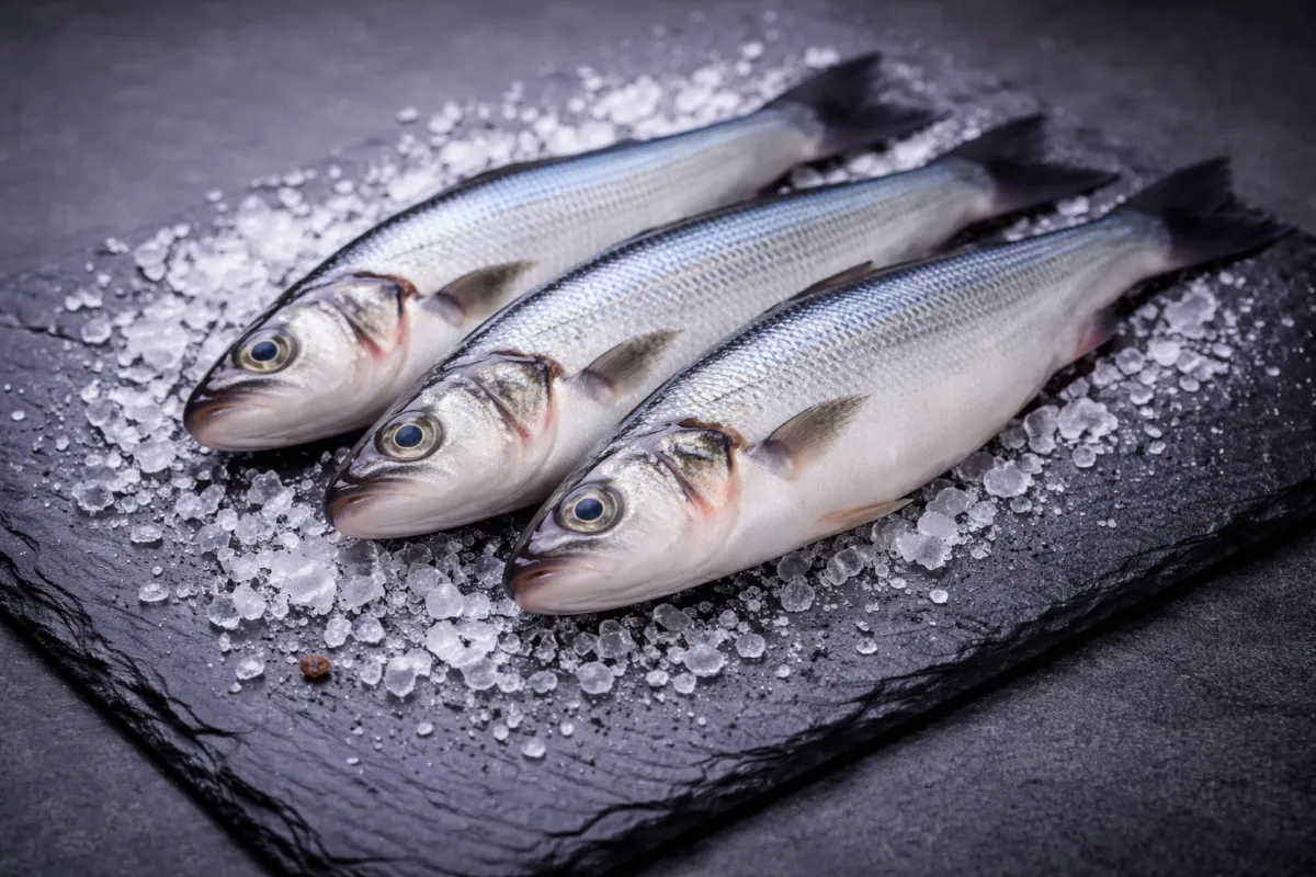 Fournisseur poisson : quels critères pour garantir la qualité et la fraîcheur ?