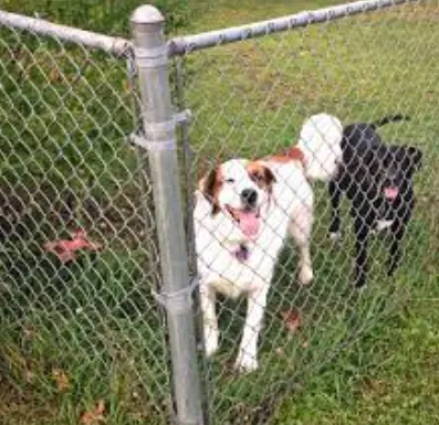 dog fence near me