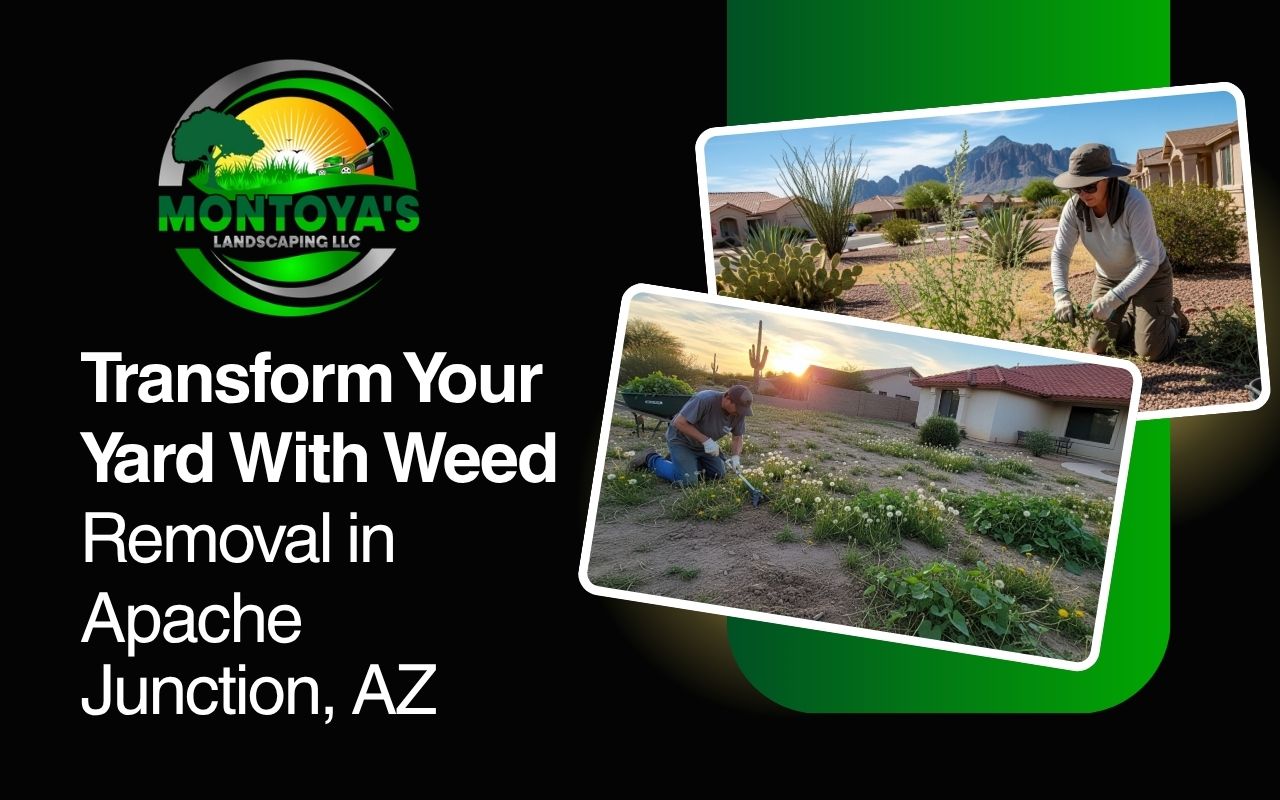 weed removal in Apache Junction, AZ in a residential yard