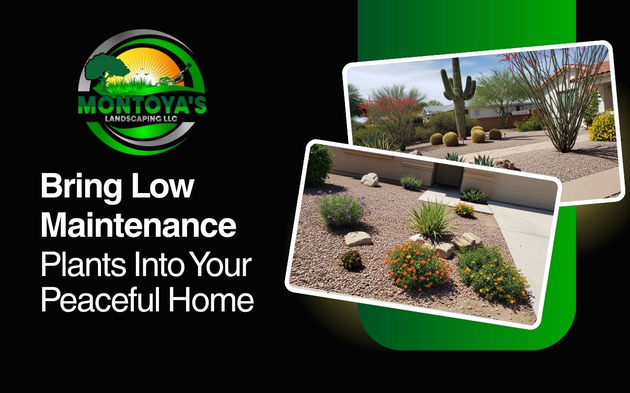 low maintenance plants in a simple Arizona front yard