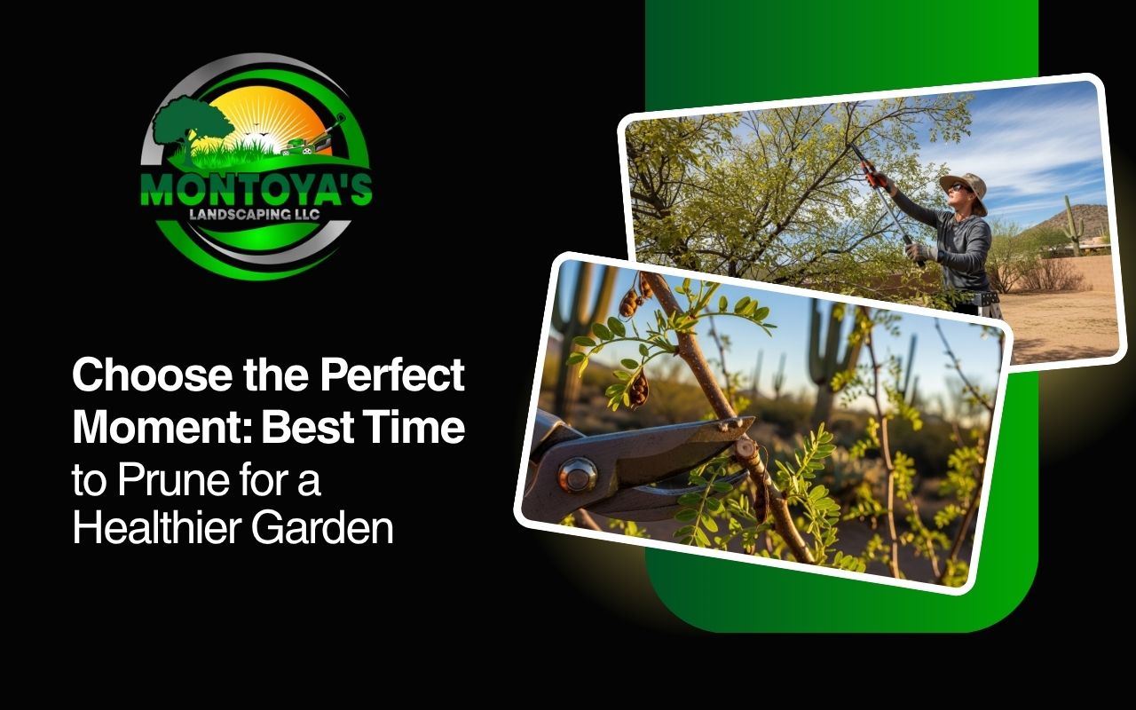 Best time to prune Arizona trees for healthy growth