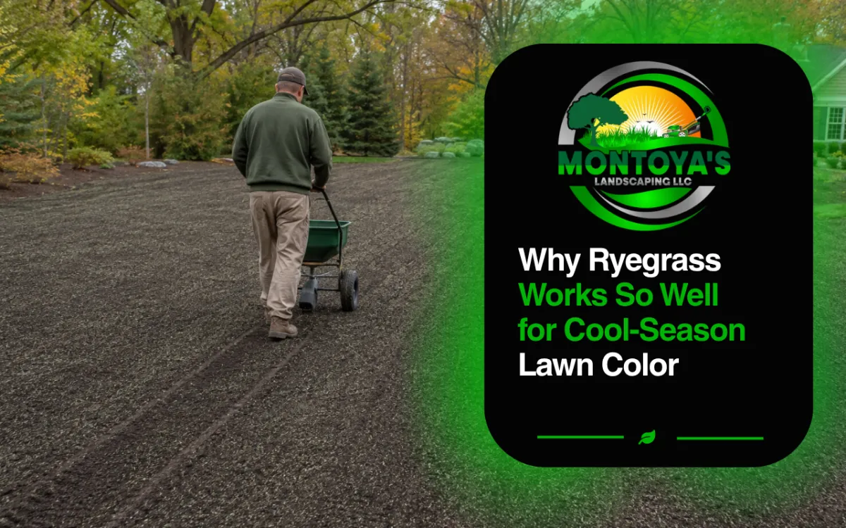 Why Ryegrass Works So Well for Cool-Season Lawn Color