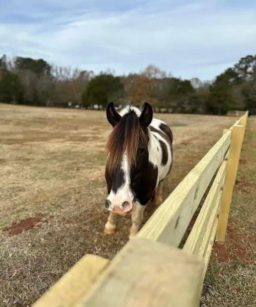 fencing in Locust Grove