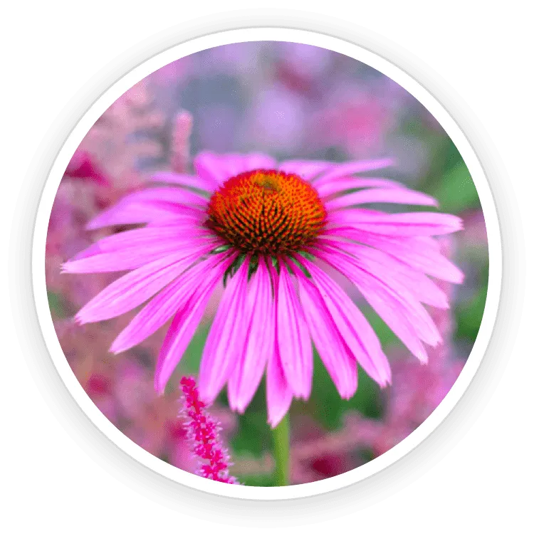 Echinacea