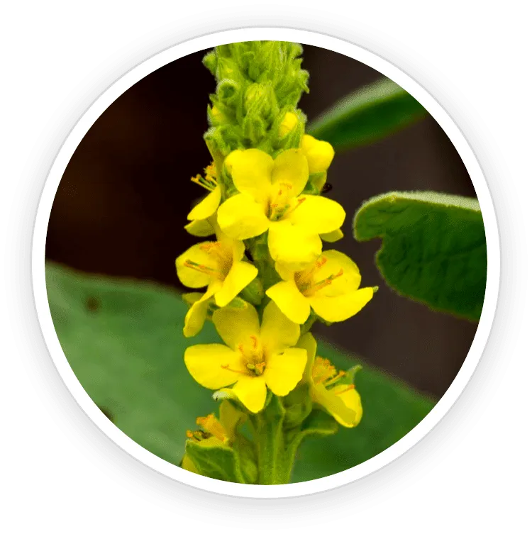 Mullein-Ingredient 