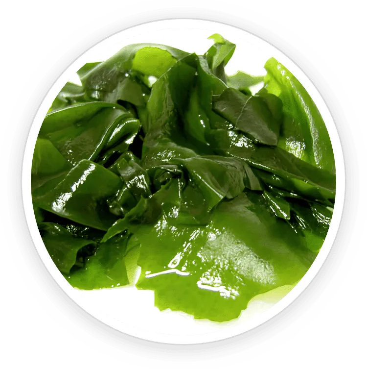 ProstaDine Ingredients Wakame Extract