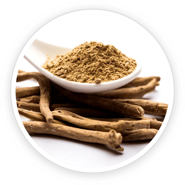 Burdock-Root