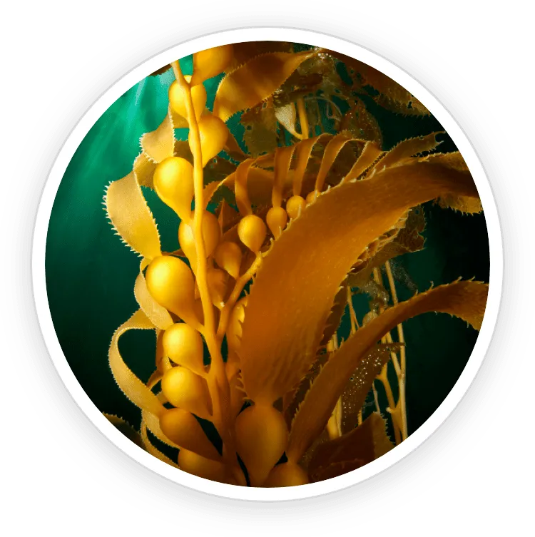 ProstaDine Ingredients Kelp Powder