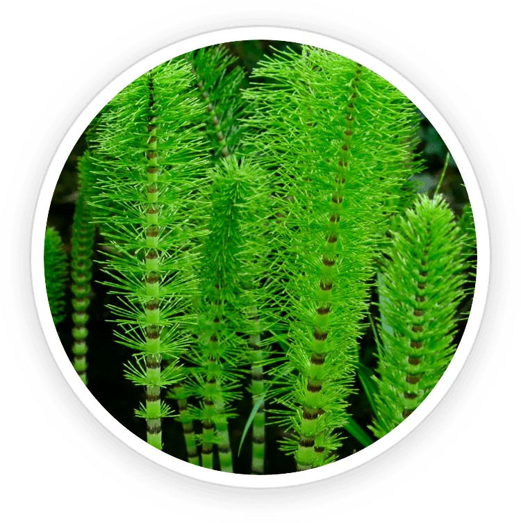 Horsetail