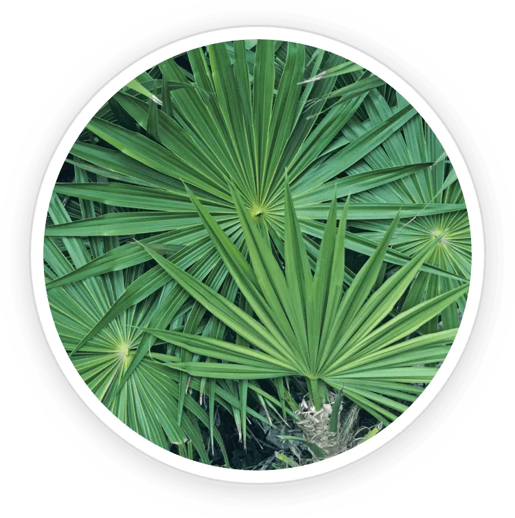 ProstaDine Ingredients Saw Palmetto Extract