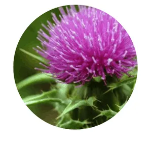 Ikaria Lean Belly Juice Ingredients Milk Thistle