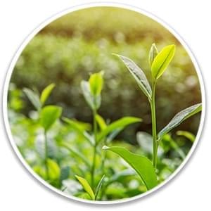 Ikaria Lean Belly Juice Ingredients ECGC