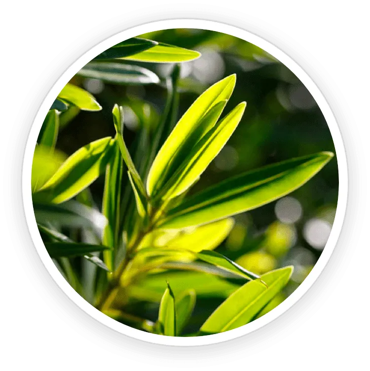 Tea-Tree-Oil