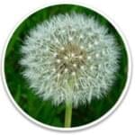 Ikaria Lean Belly Juice Ingredients Taraxacum
