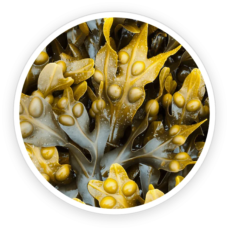 ProstaDine Ingredients Bladderwrack Powder
