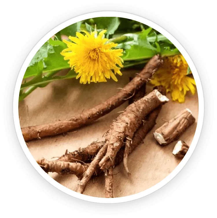Dandelion-Root