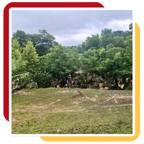 Equipment clearing brush during Land Clearing in Cary, NC