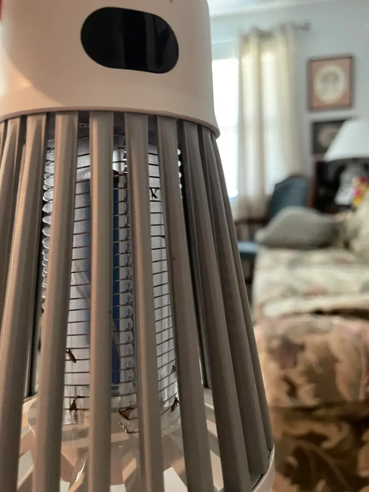 indoor mosquito control device