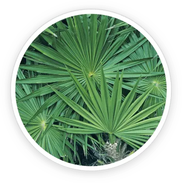 prostadine-palmetto