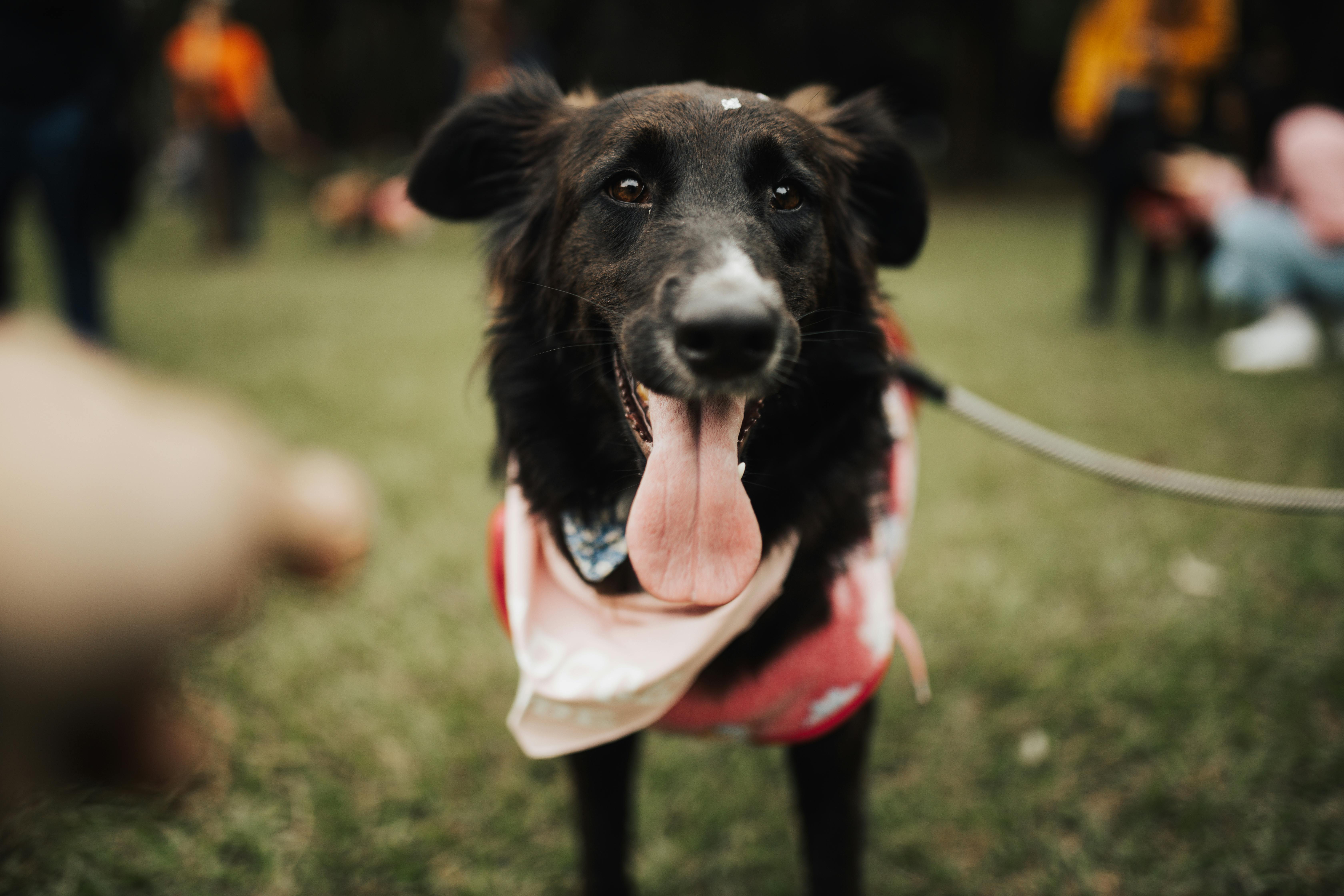 How to Build a Calm Family Dog: Routine, Boundaries, and the Off Switch