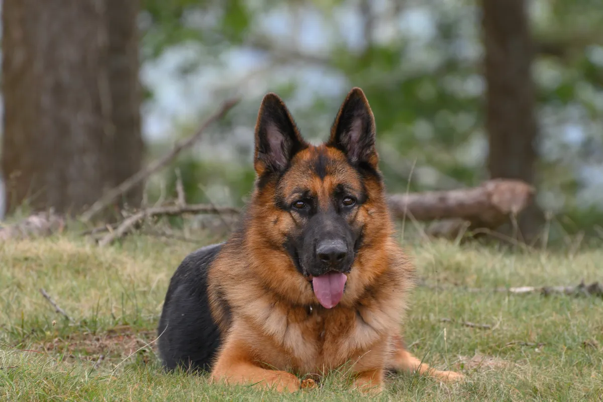 Dog Growling at Kids: What It Means + What to Do Next
