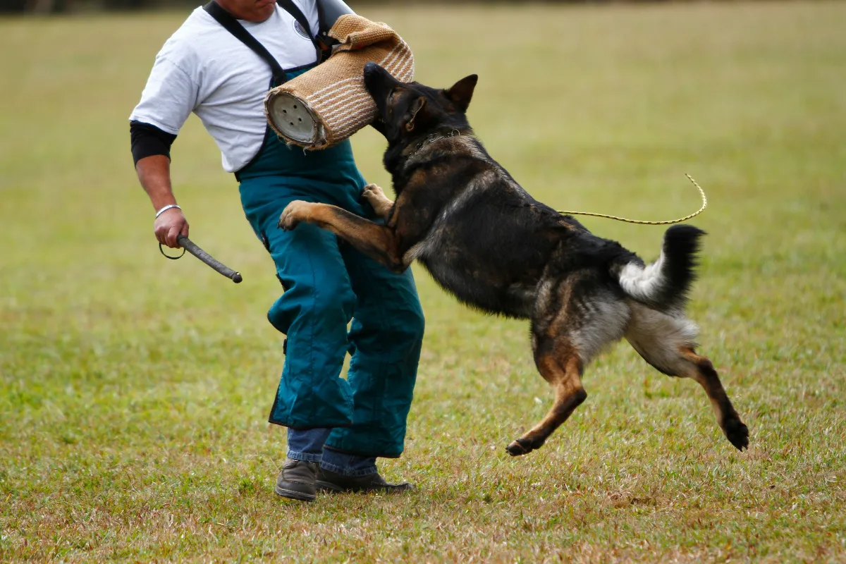 Dog Aggression vs Reactivity: What’s the Difference (and Why It Matters)