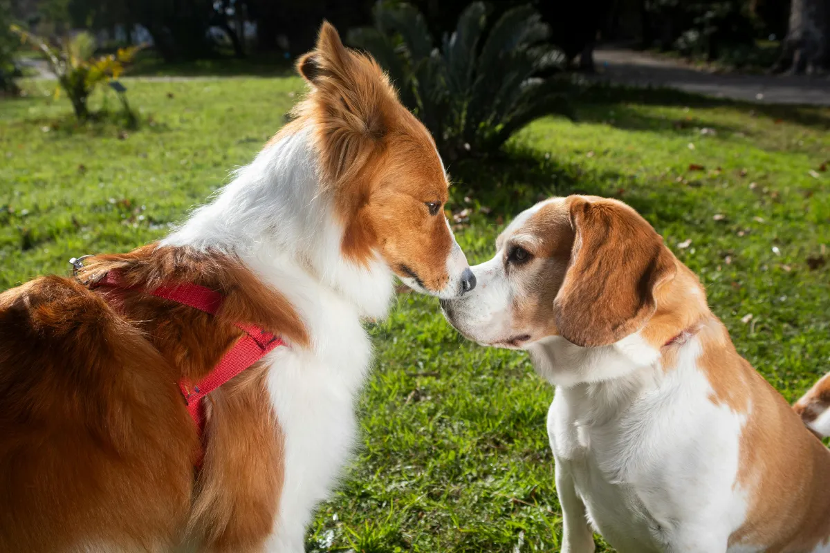 How to Spot Dog Fighting Activity: Signs in the Community + What to Do Safely
