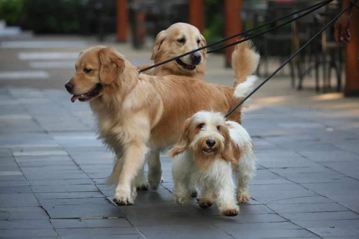 How to Prevent Dog Fights on Walks: Leash Skills + a Real-World Safety Plan