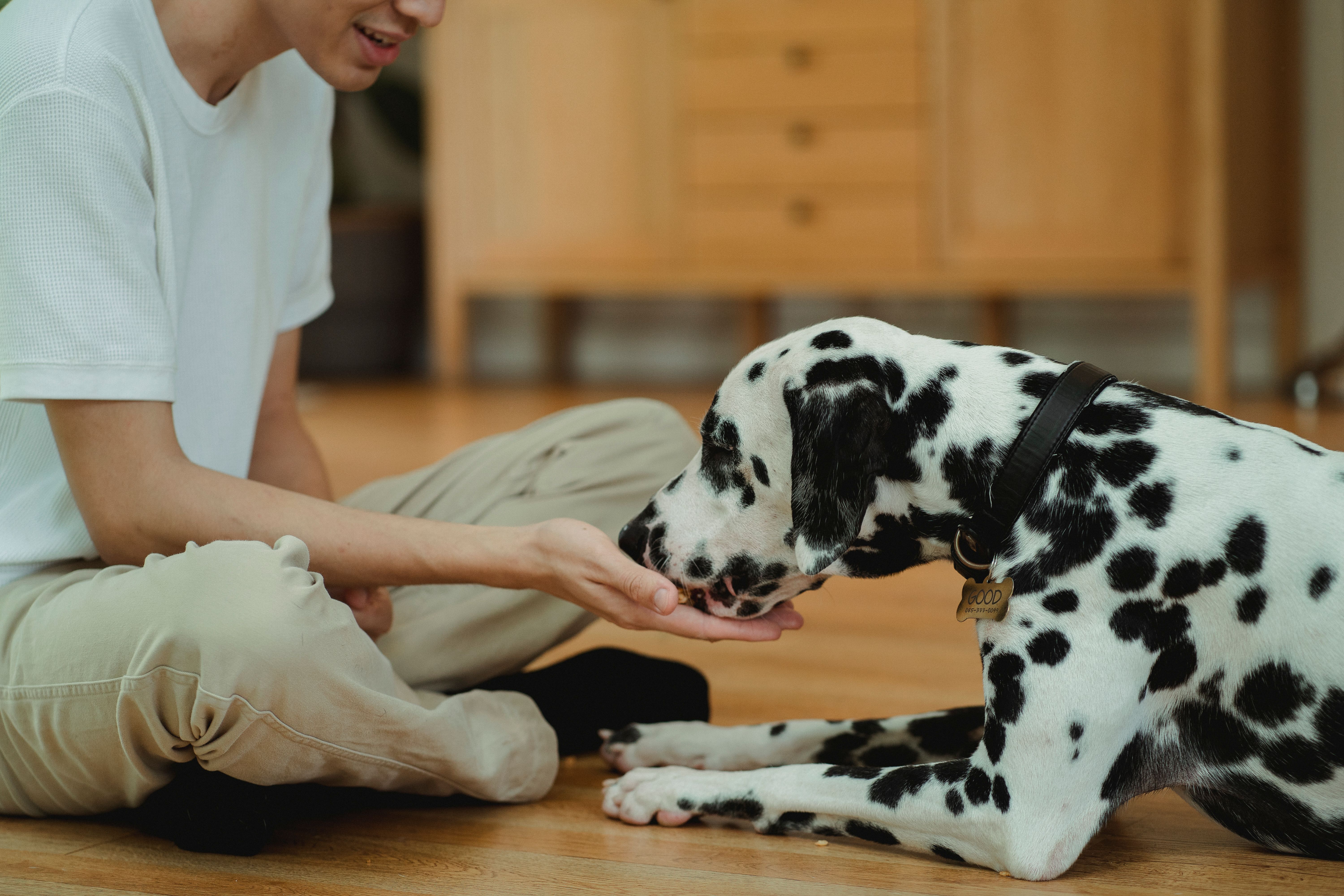 What to Expect in a Training Evaluation: Temperament, Structure, and Next Steps