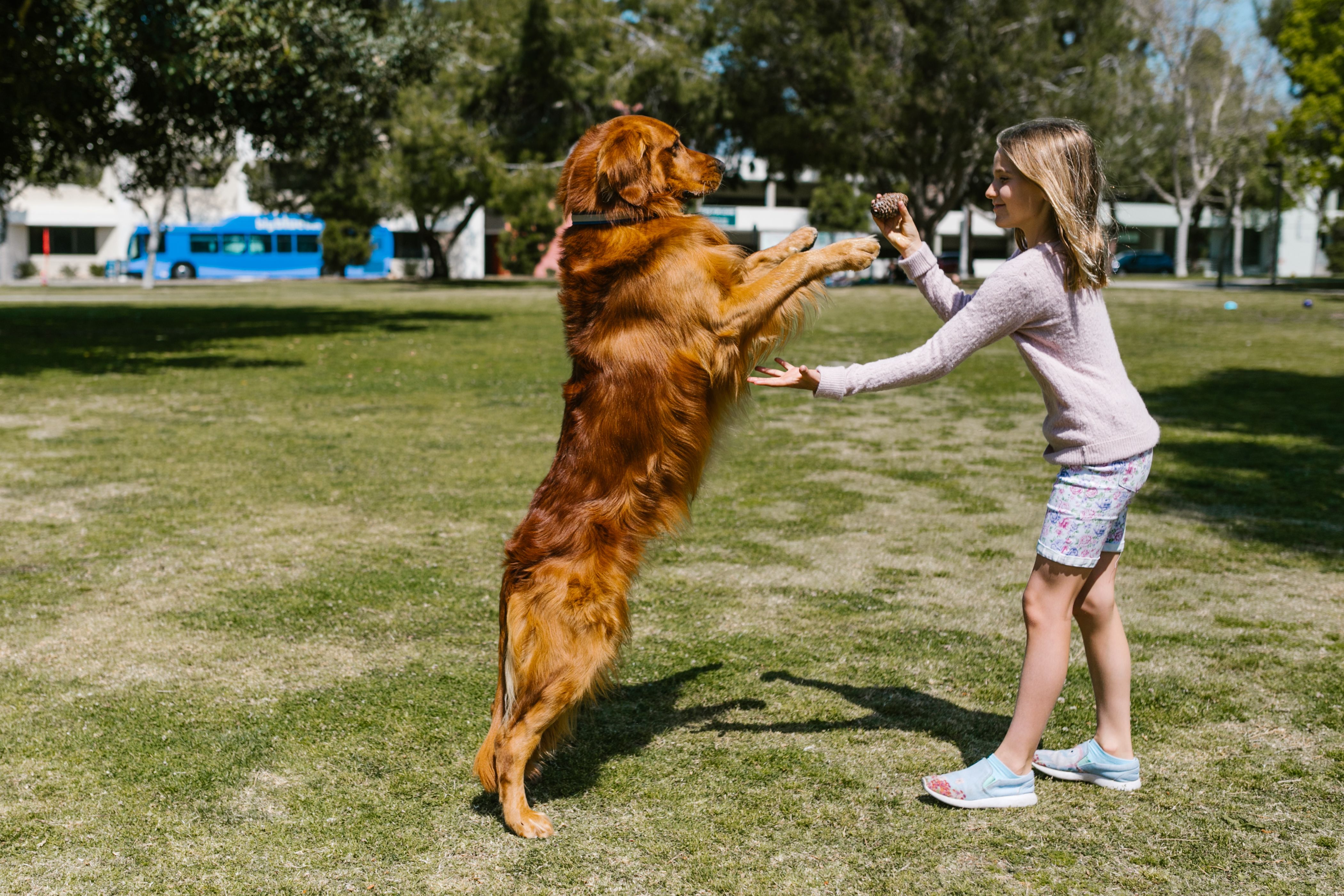 How to Stop Jumping: Polite Greetings for Dogs, Especially Around Kids