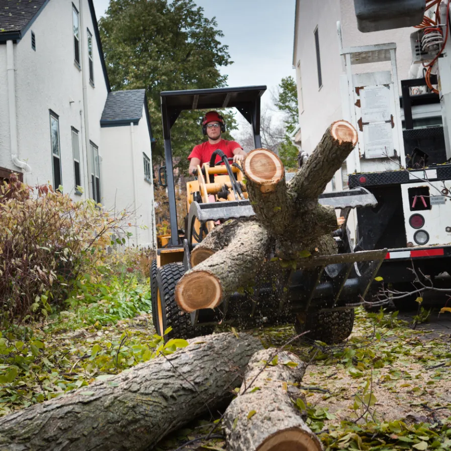 Tree stump removal worker