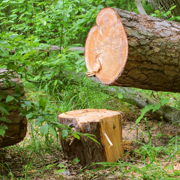 Tree Stump Removal