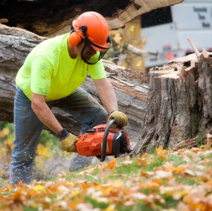 Stump Removal Solutions