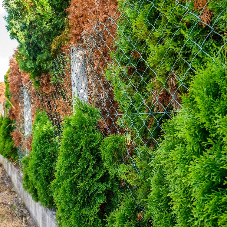 garden chain link fence
