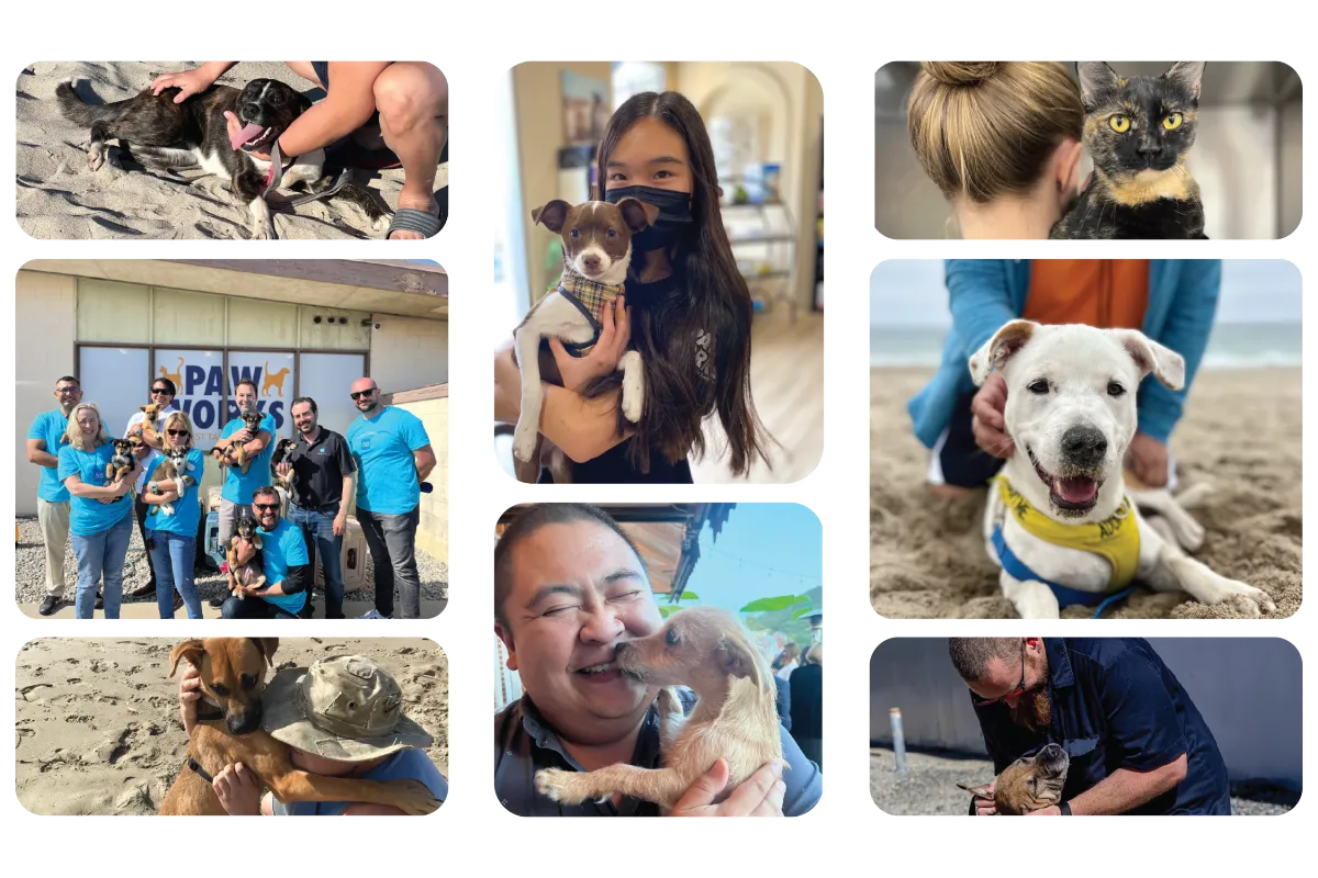 Collage of Volunteer pictures with animals.