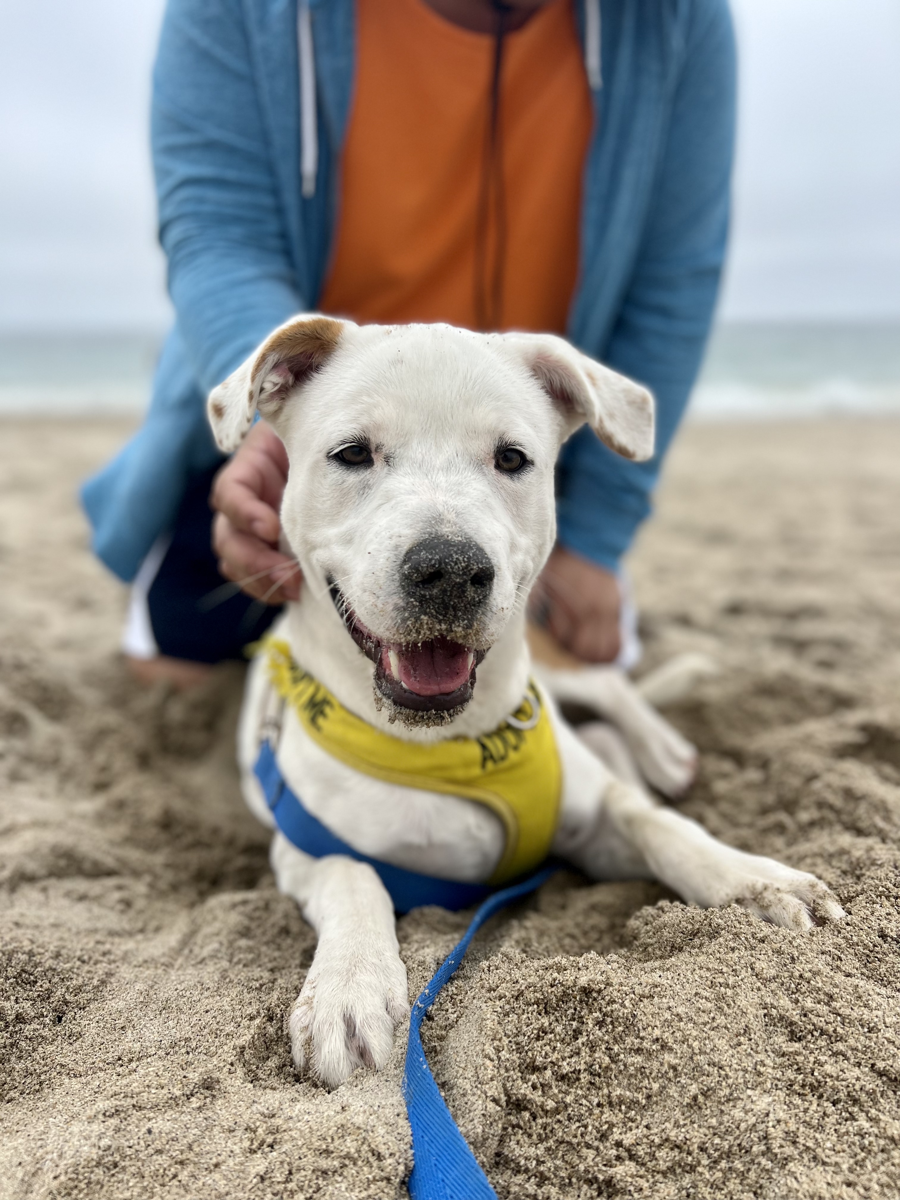 Paw Works Volunteer and Dog at the beach