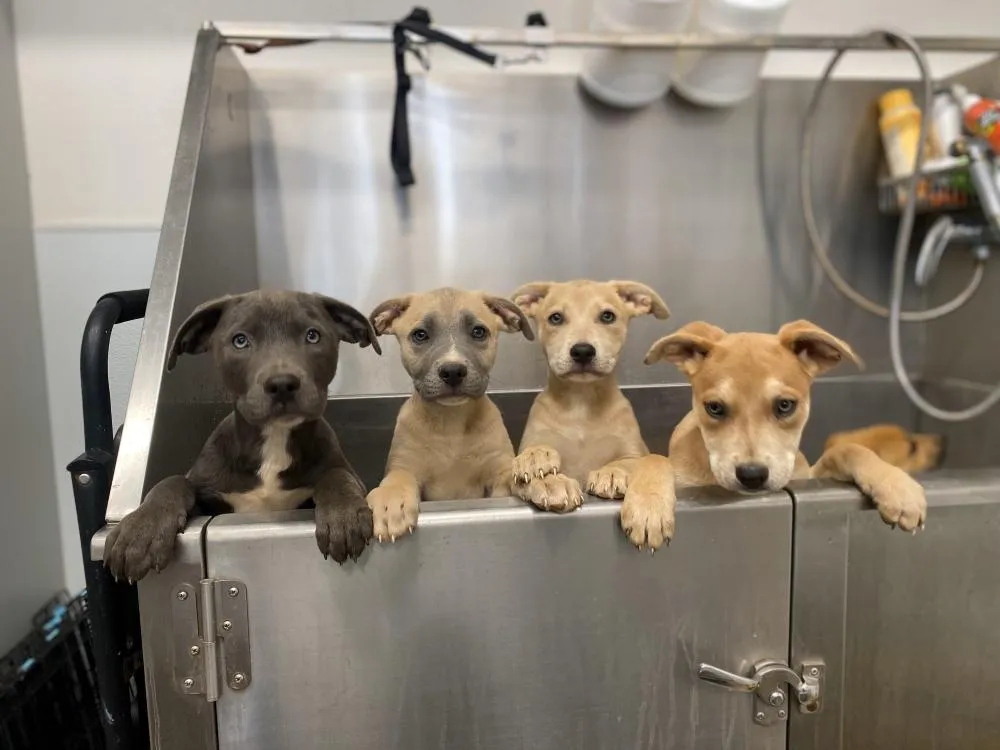 puppies getting a bath