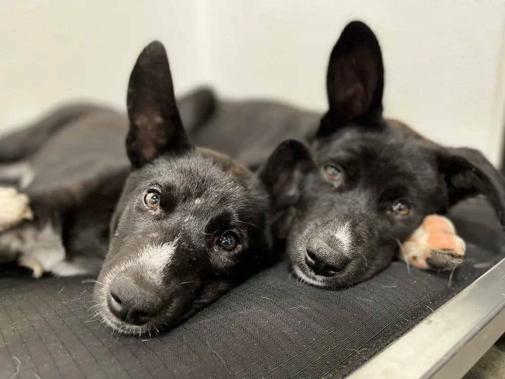 Rescue Puppies displaying overpopulation