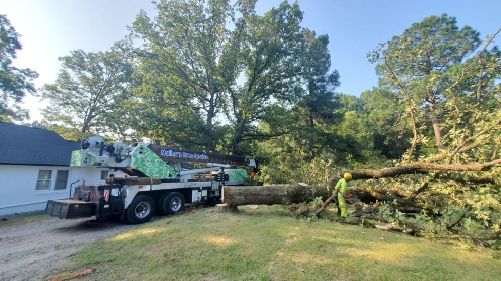 Trusted tree experts and certified arborists in Archer Lodge, NC providing professional tree trimming, pruning, removal, and full tree care solutions.