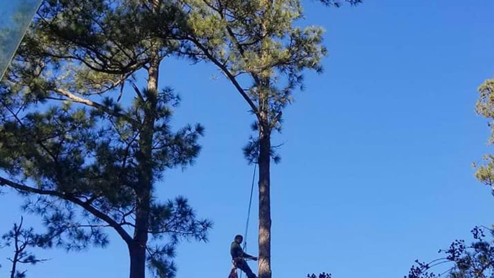 Expert tree care services in Archer Lodge, NC – professional tree trimming, removal, and maintenance by Molinas Tree Service.