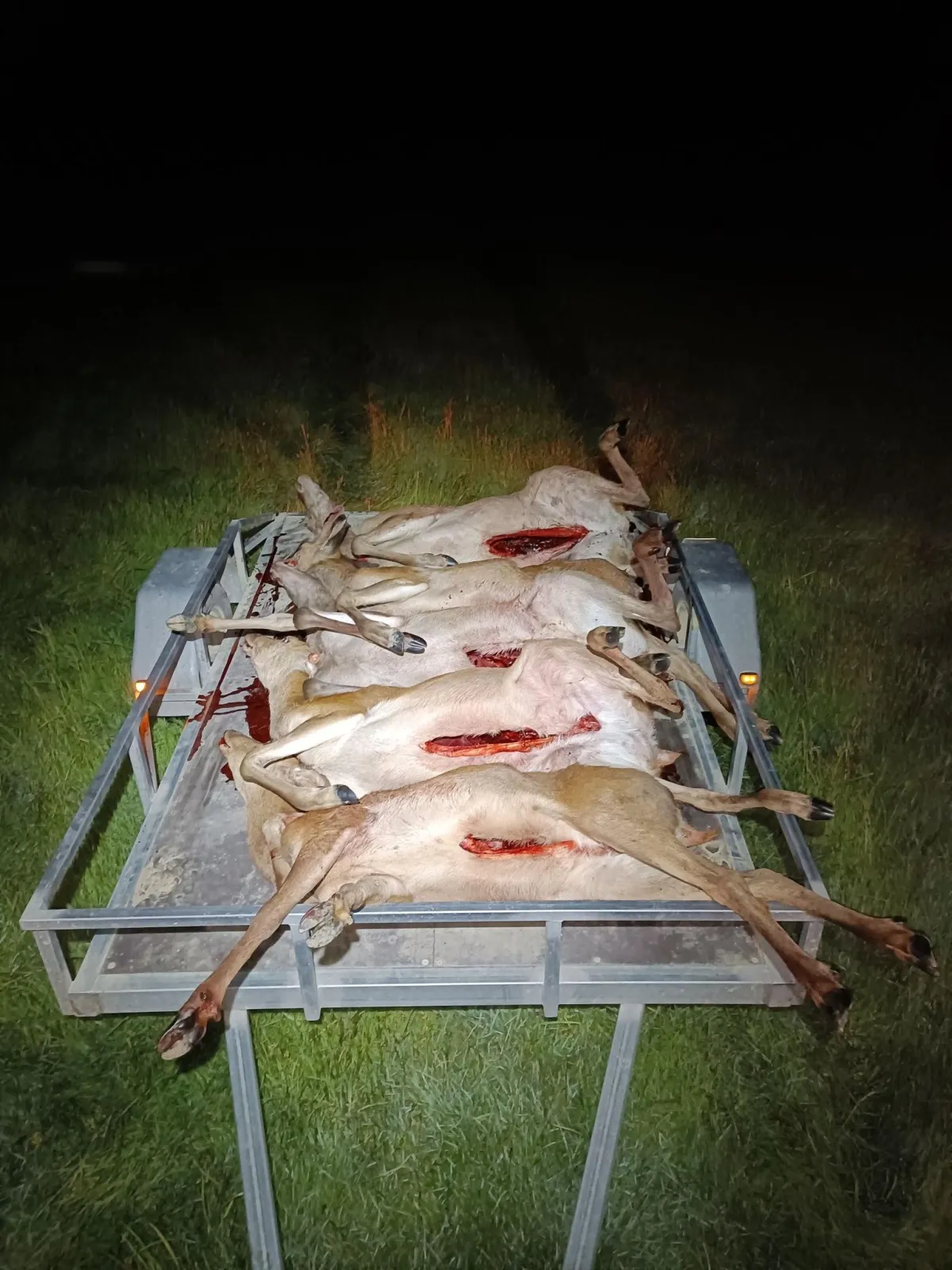 Wild deer lined up on metal table following humane control in Otago
