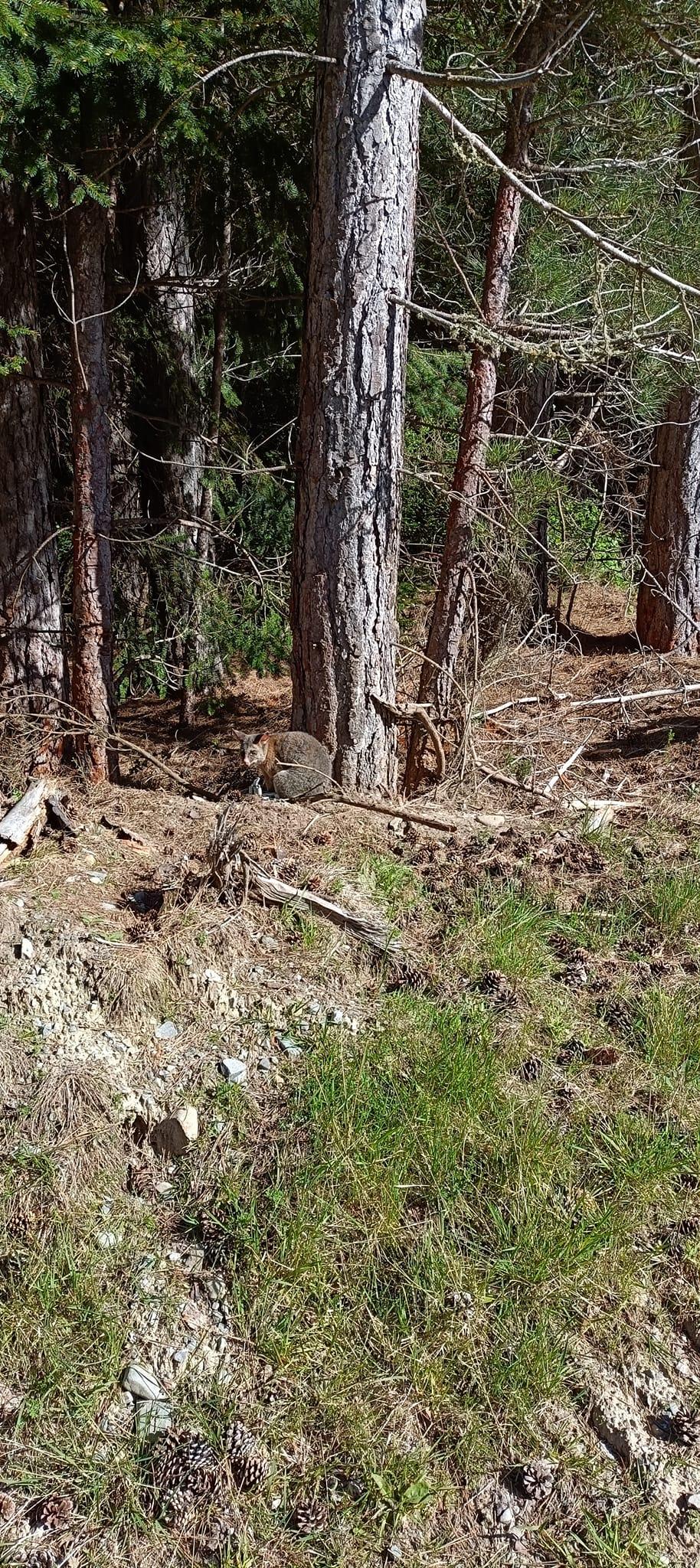 Tree-mounted trap used for possum removal in Southland forests