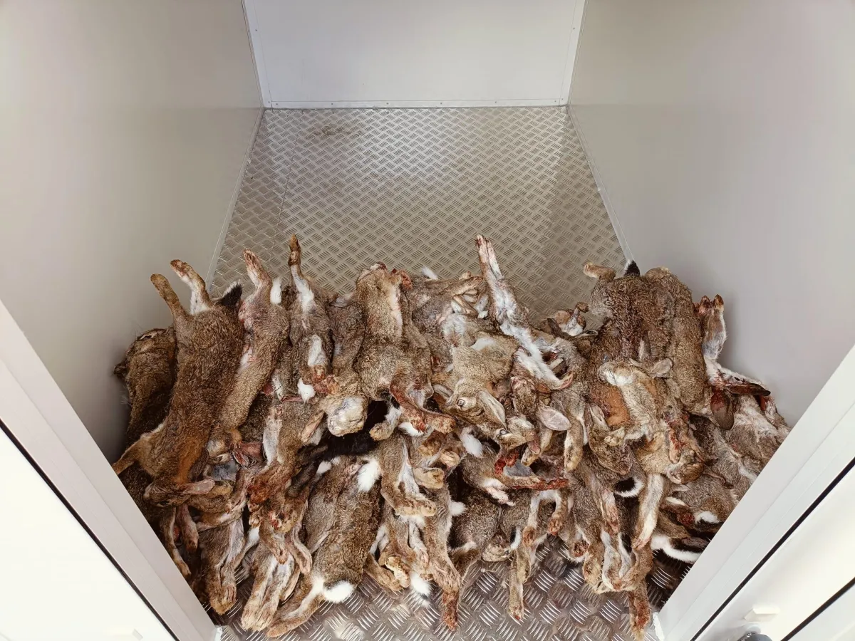 Stack of rabbits after rabbit control service in Central Otago storage unit